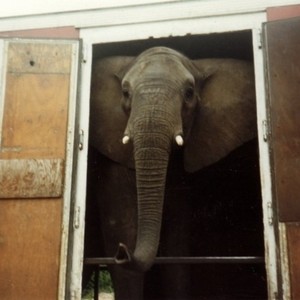 One Lucky Elephant photo 6