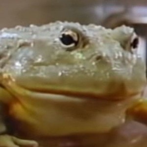 Frog (1987) photo 5