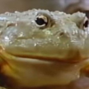 Frog (1987) photo 6
