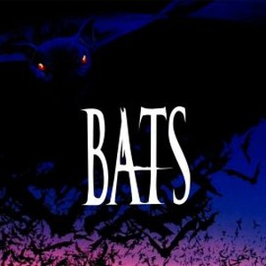 Bats photo 12