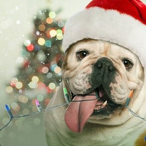 A Bulldog for Christmas photo 1