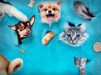 Funniest animals best of 2021 funny hotsell animal videos