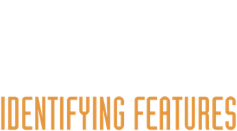 Identifying Features (2021) Logo