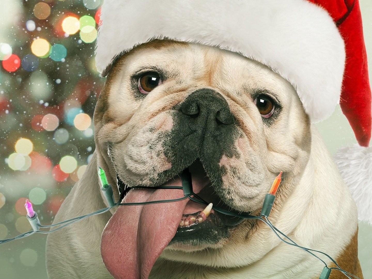 A bulldog for hot sale christmas