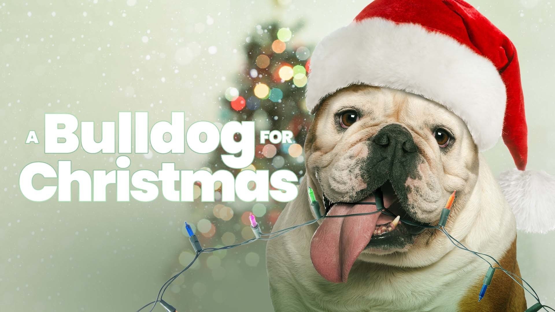 A bulldog for hot sale christmas