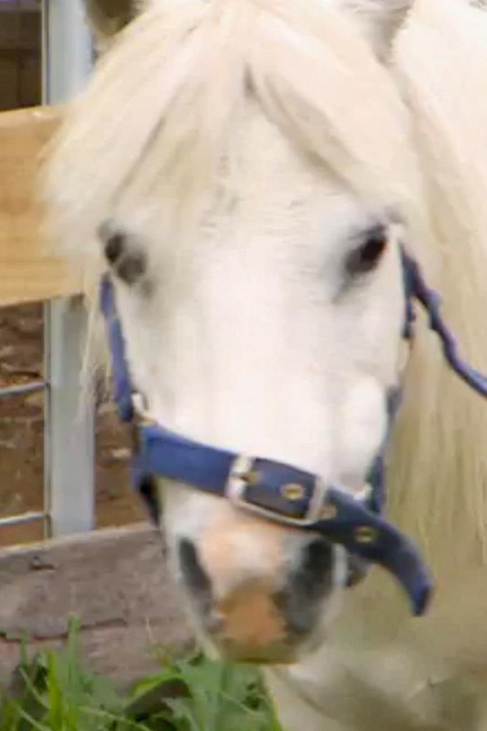 Testing Bull Fertility Pictures Rotten Tomatoes