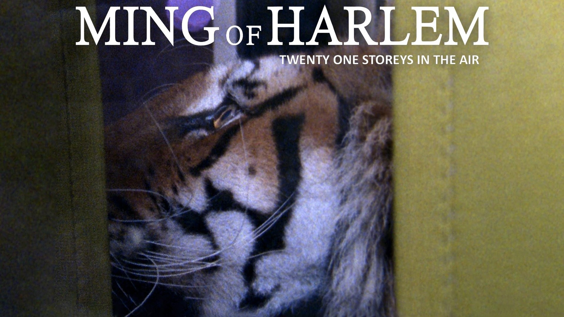 Ming of Harlem: Yes, a 425-Pound Tiger Lived in an N.Y.C.