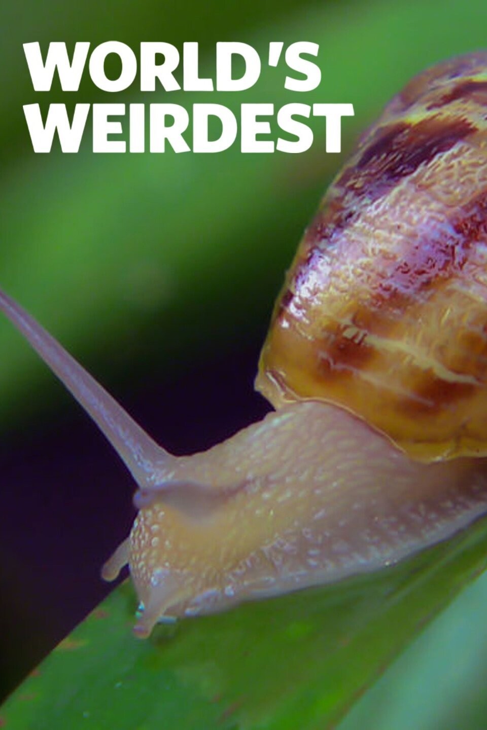 Extreme Body Parts Pictures Rotten Tomatoes