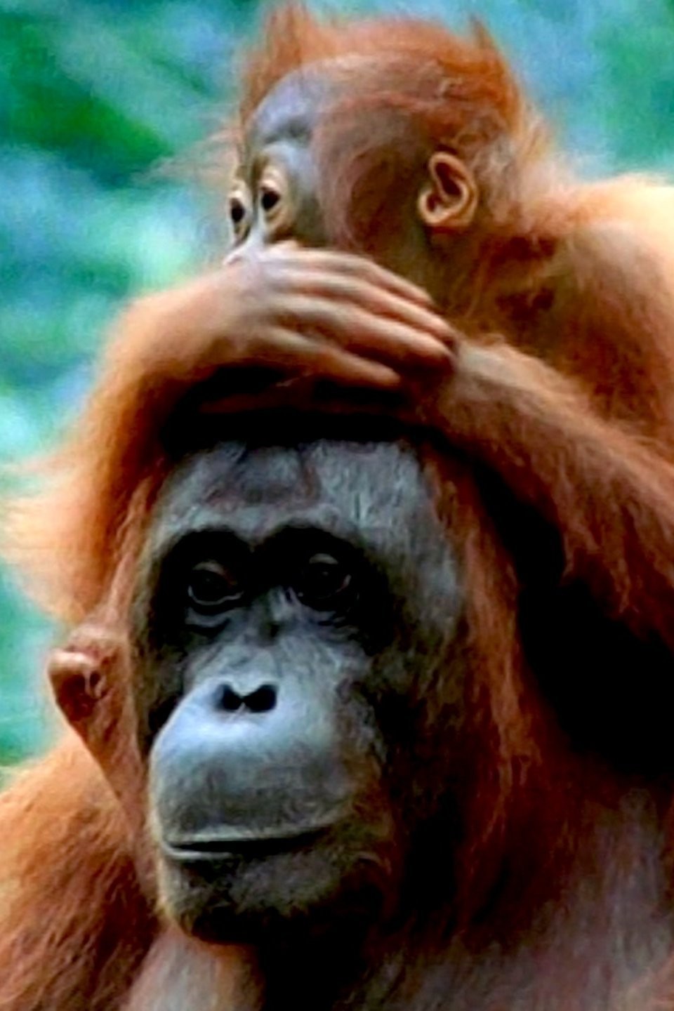 Premier Primate Pictures Rotten Tomatoes