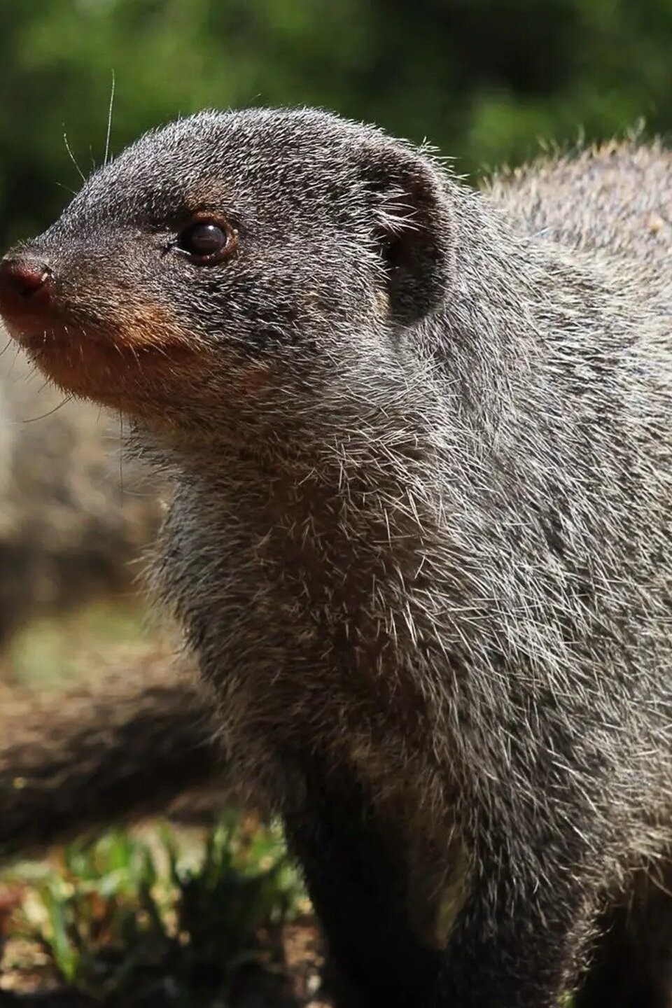 In Plain Sight Pictures Rotten Tomatoes