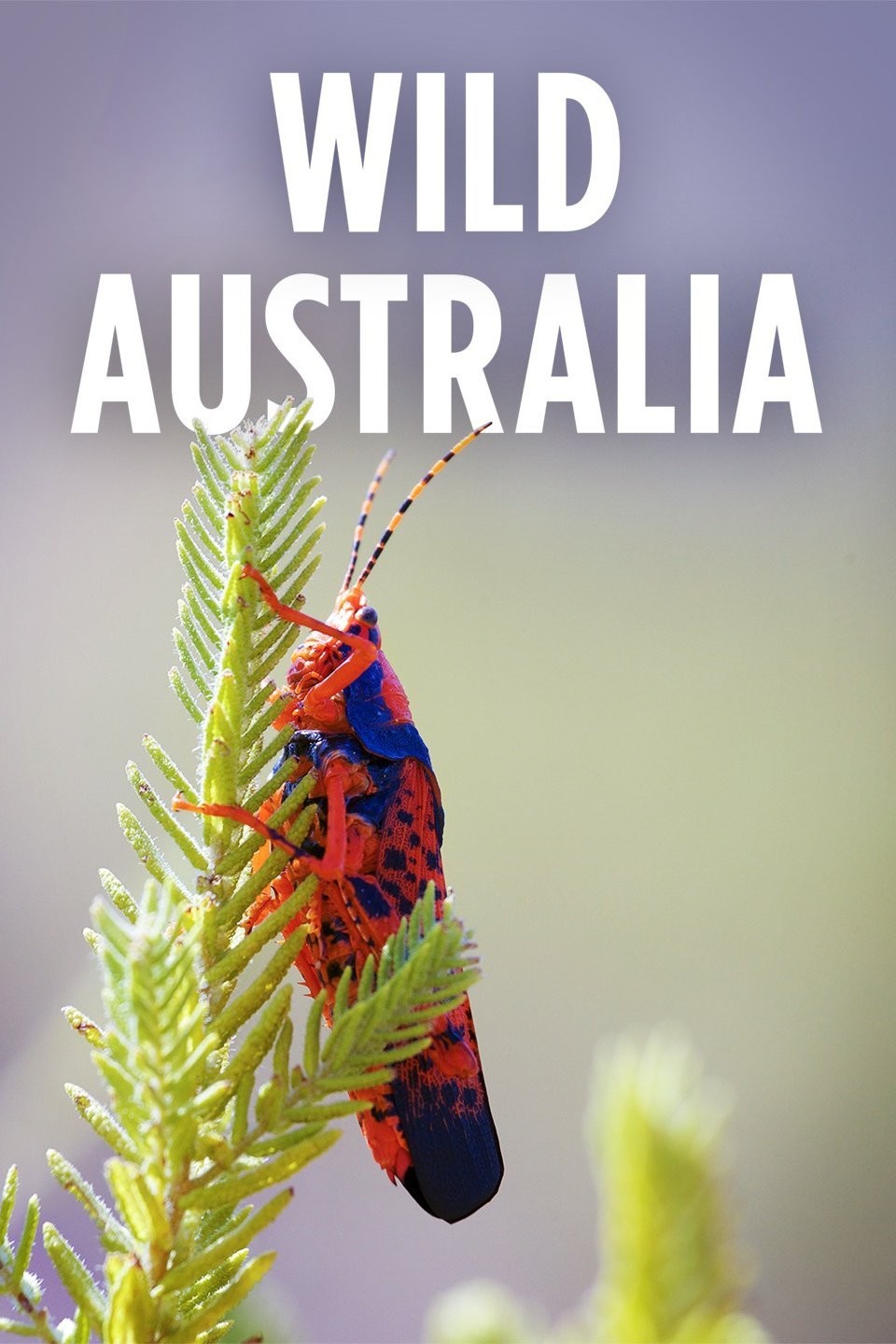 Wild Australia Rotten Tomatoes