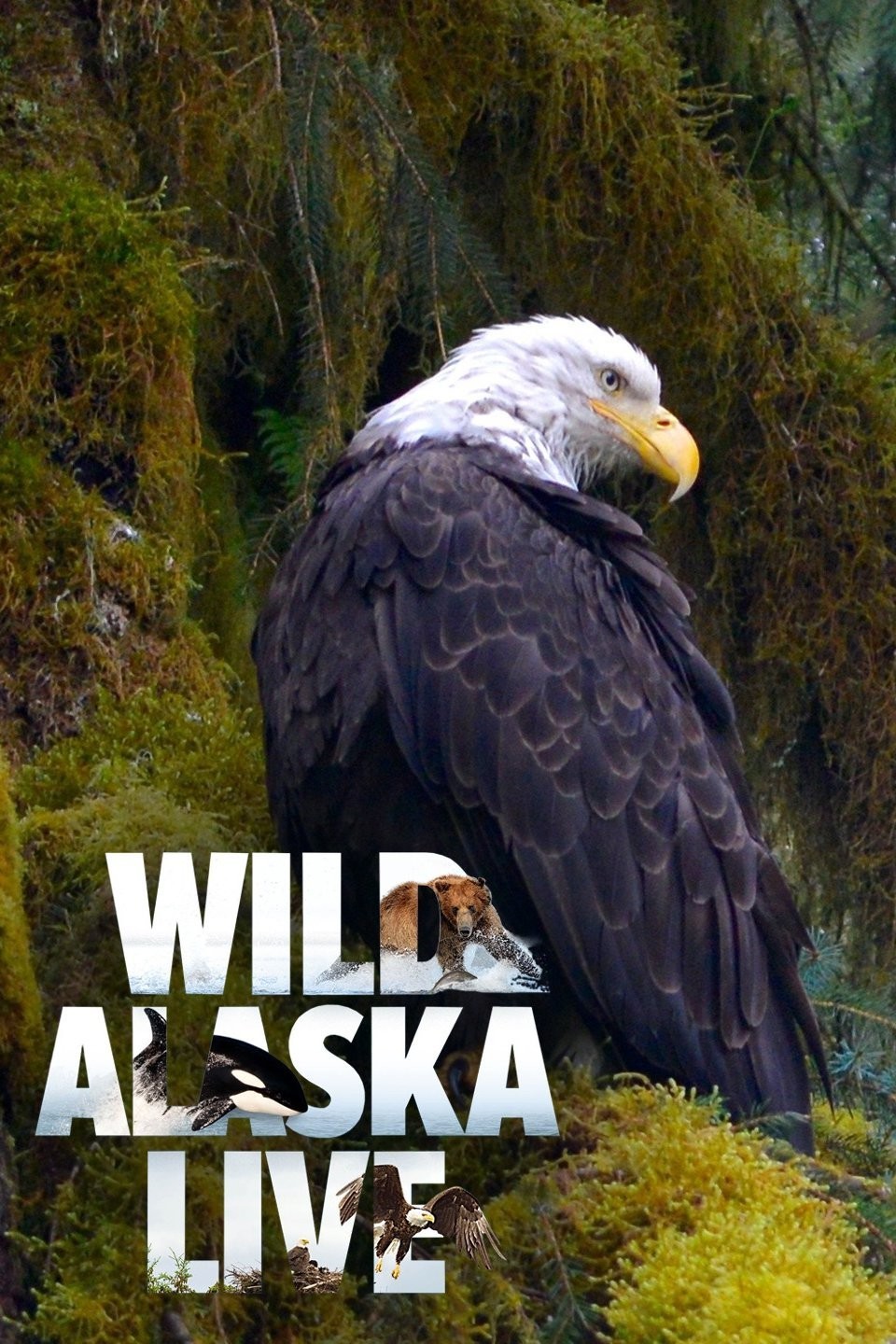Wild Alaska Live Pictures | Rotten Tomatoes Wild Alaska Live Pictures