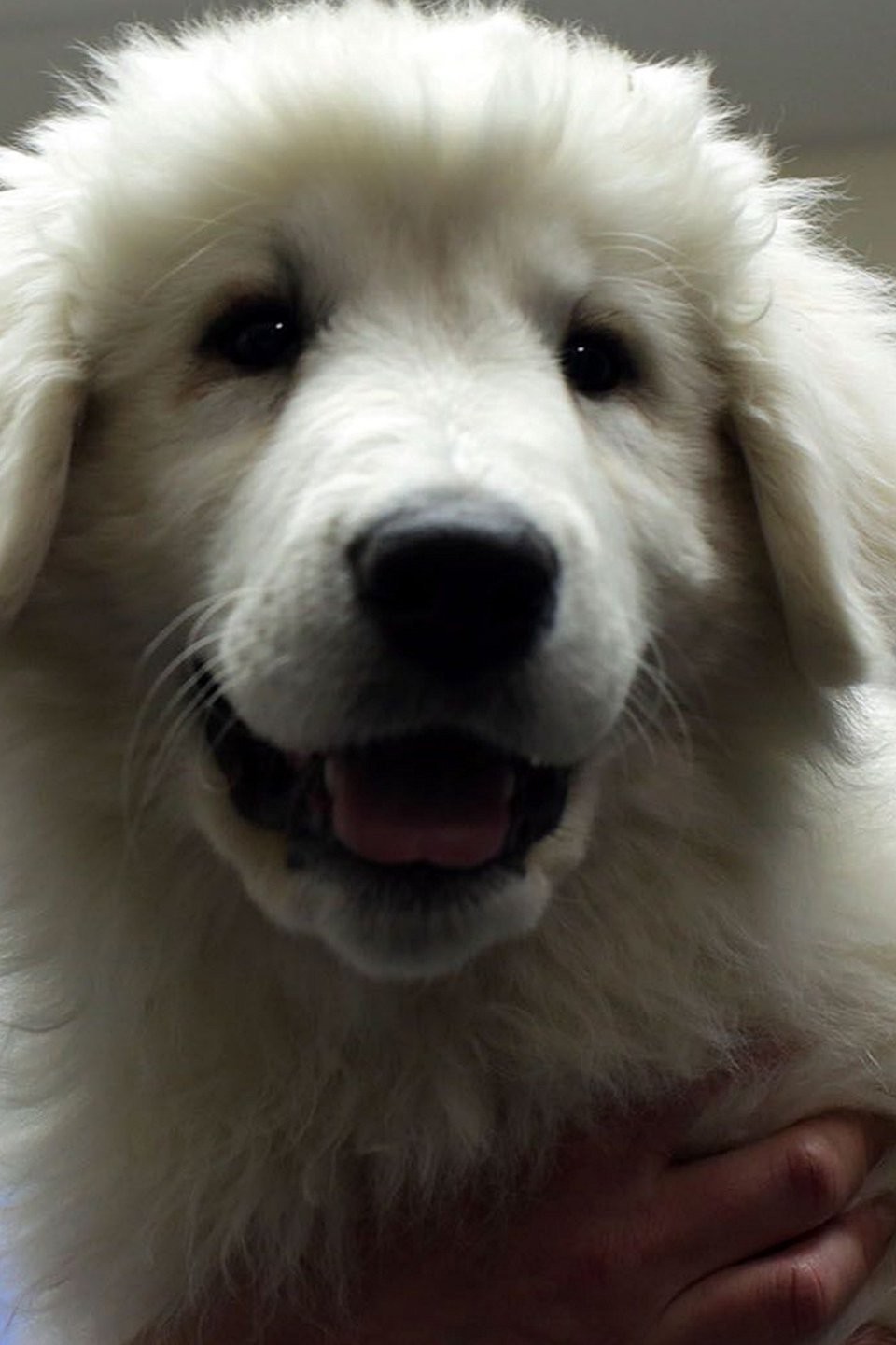 License to Quill Pictures Rotten Tomatoes