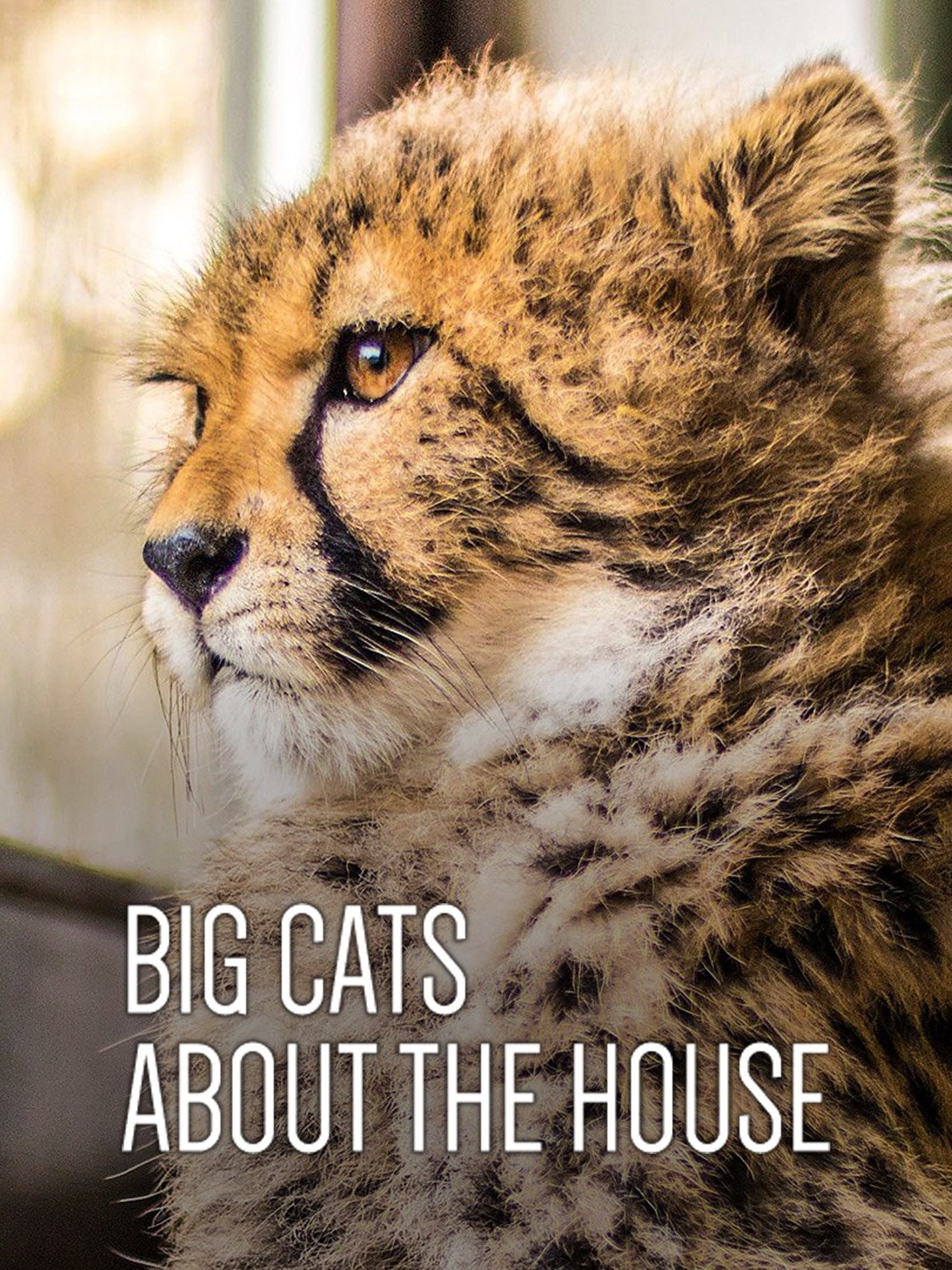 Big Cats About the House Season 1 Rotten Tomatoes