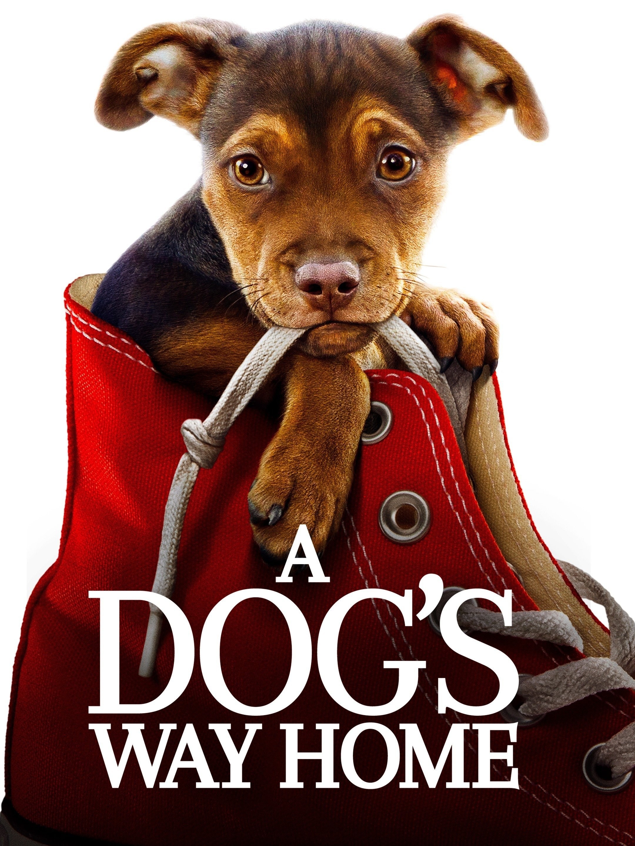 A Dog's Way Home | Rotten Tomatoes