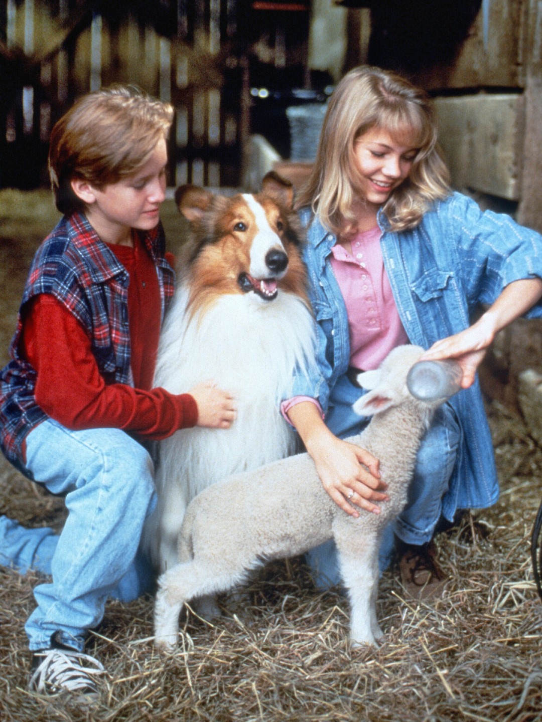 The movie dogs Pippa and Lassie v l at the premiere of the movie