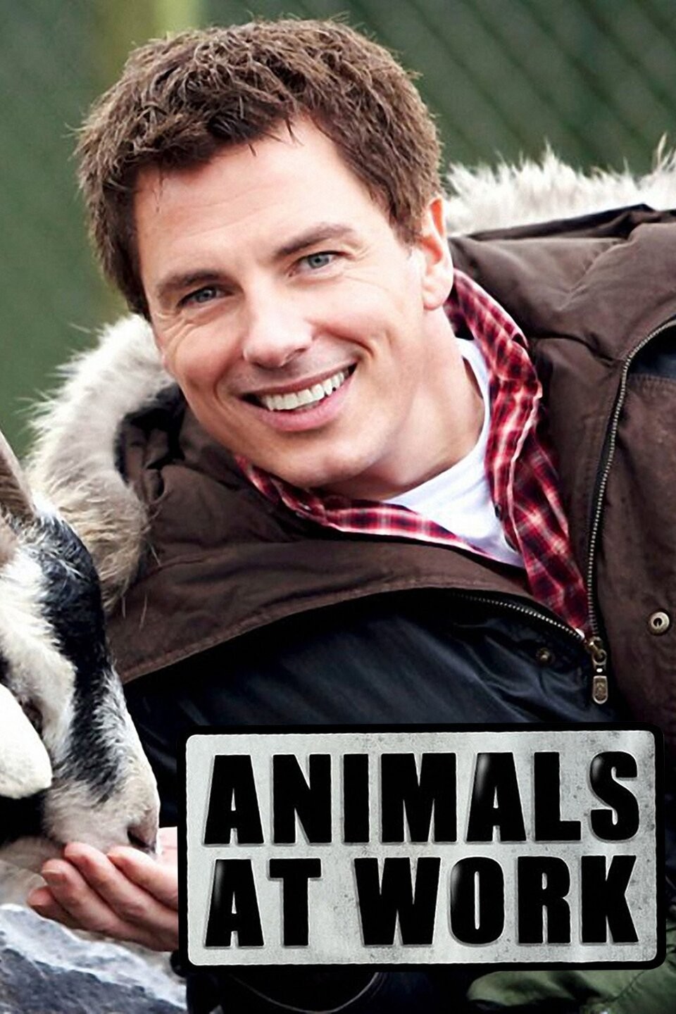 Lambini Sheep Dog Sheep Pictures Rotten Tomatoes