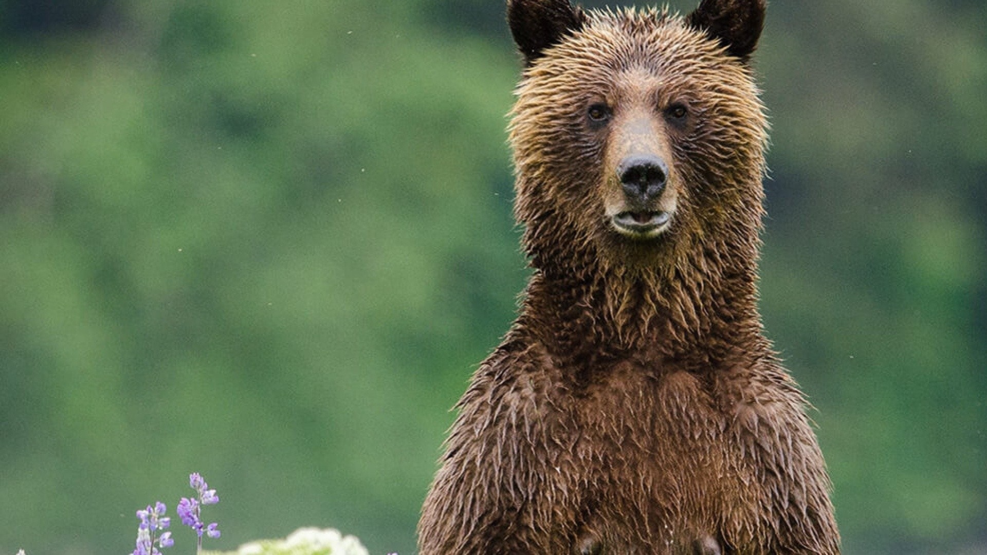 Great Bear Rainforest: Land of the Spirit Bear - Rotten Tomatoes