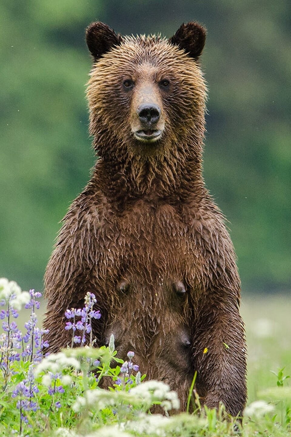 Great Bear Rainforest: Land of the Spirit Bear - Rotten Tomatoes