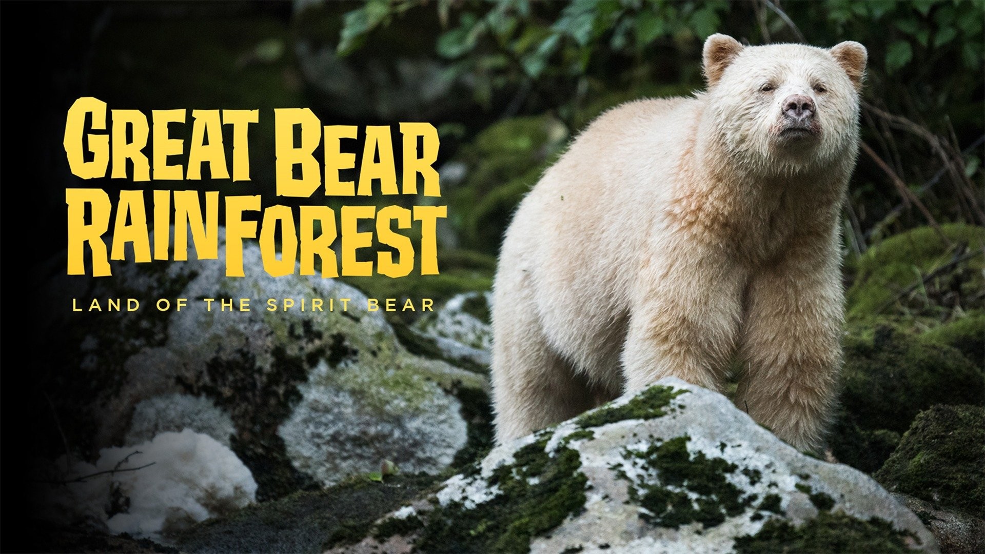 Great Bear Rainforest: Land of the Spirit Bear - Rotten Tomatoes