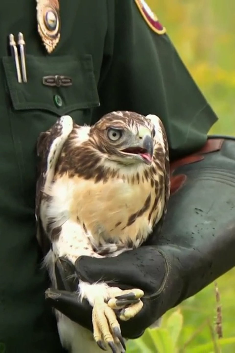 Decoy Detail Pictures Rotten Tomatoes