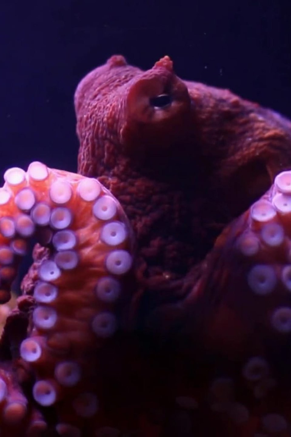 Octopus Throwdown! Pictures Rotten Tomatoes