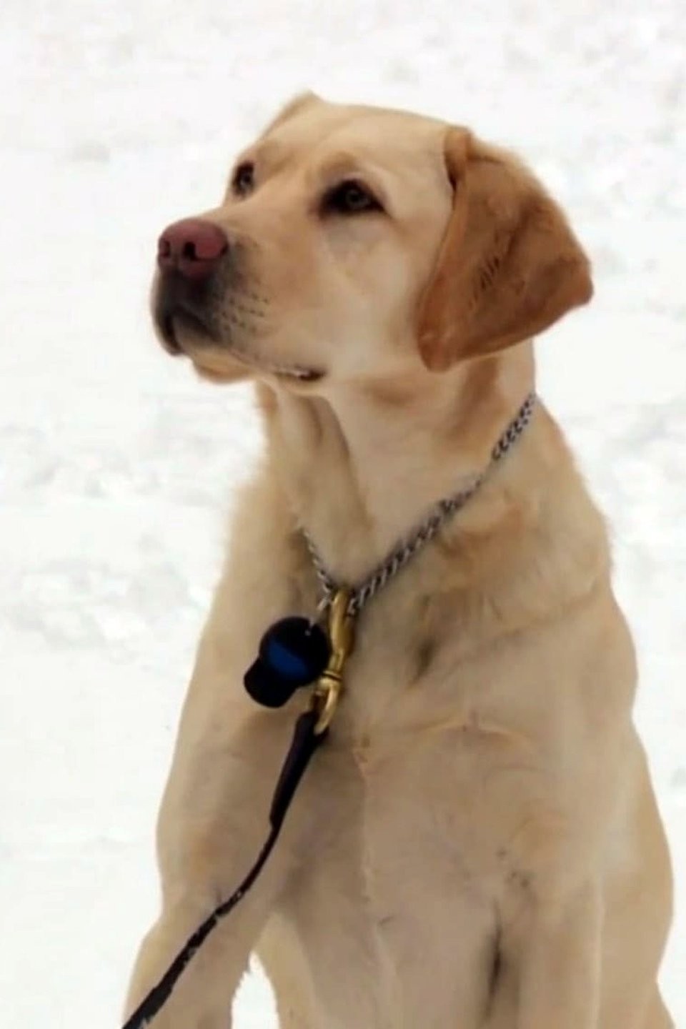 Snow Way Out Pictures Rotten Tomatoes