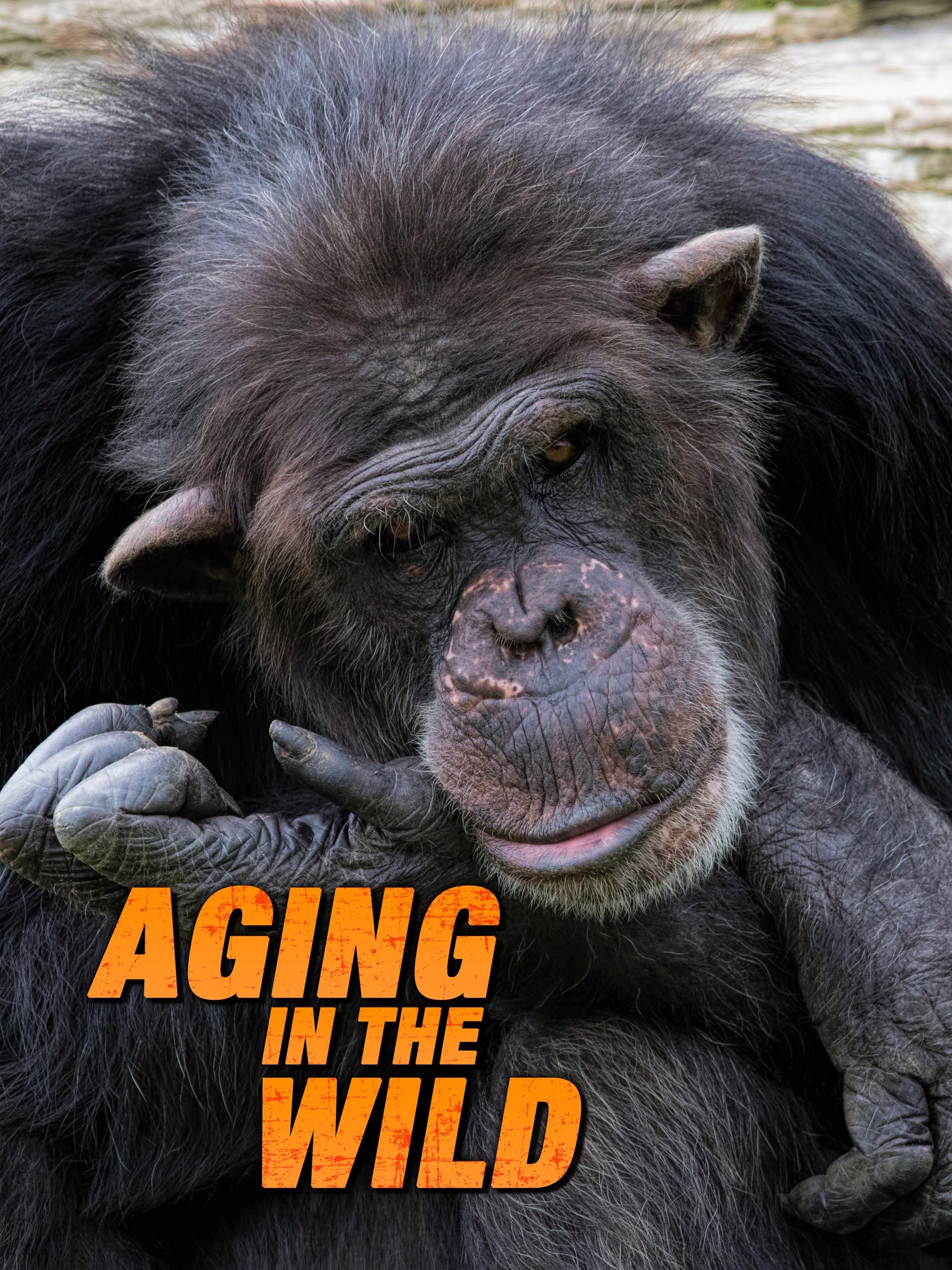 Aging in the Wild