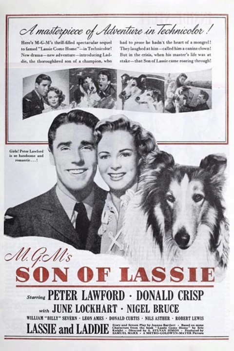 Courage of Lassie - Rotten Tomatoes