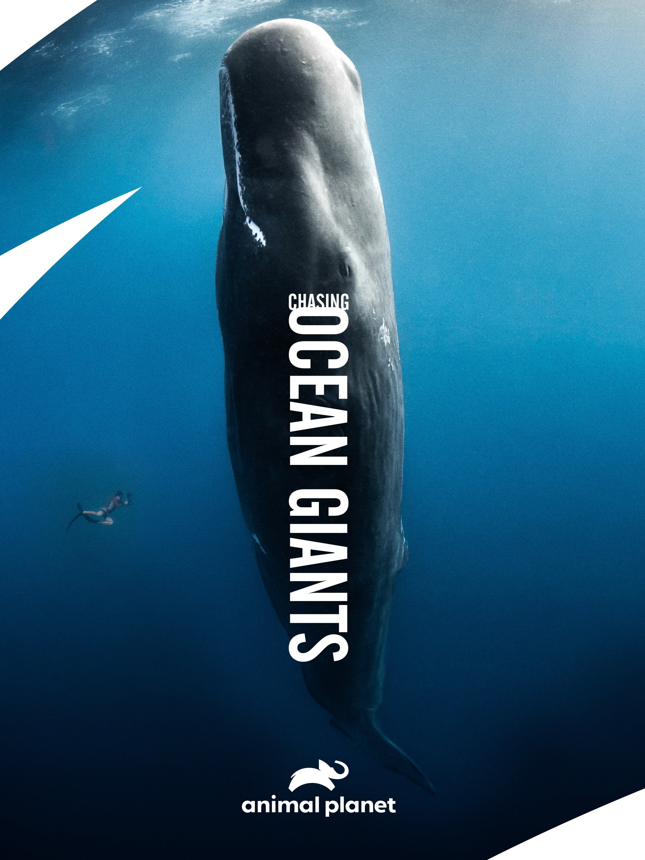 Animal Sperm Whale Set