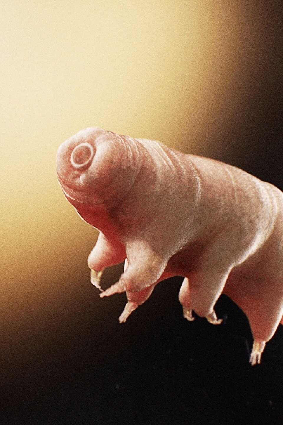 Water Bear vs. Giant Tube Worm Battle for The Toughest Pictures