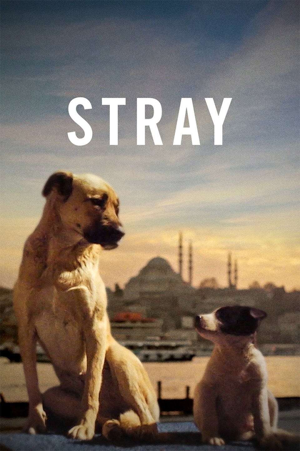 Stray (Video Game 2022) - IMDb