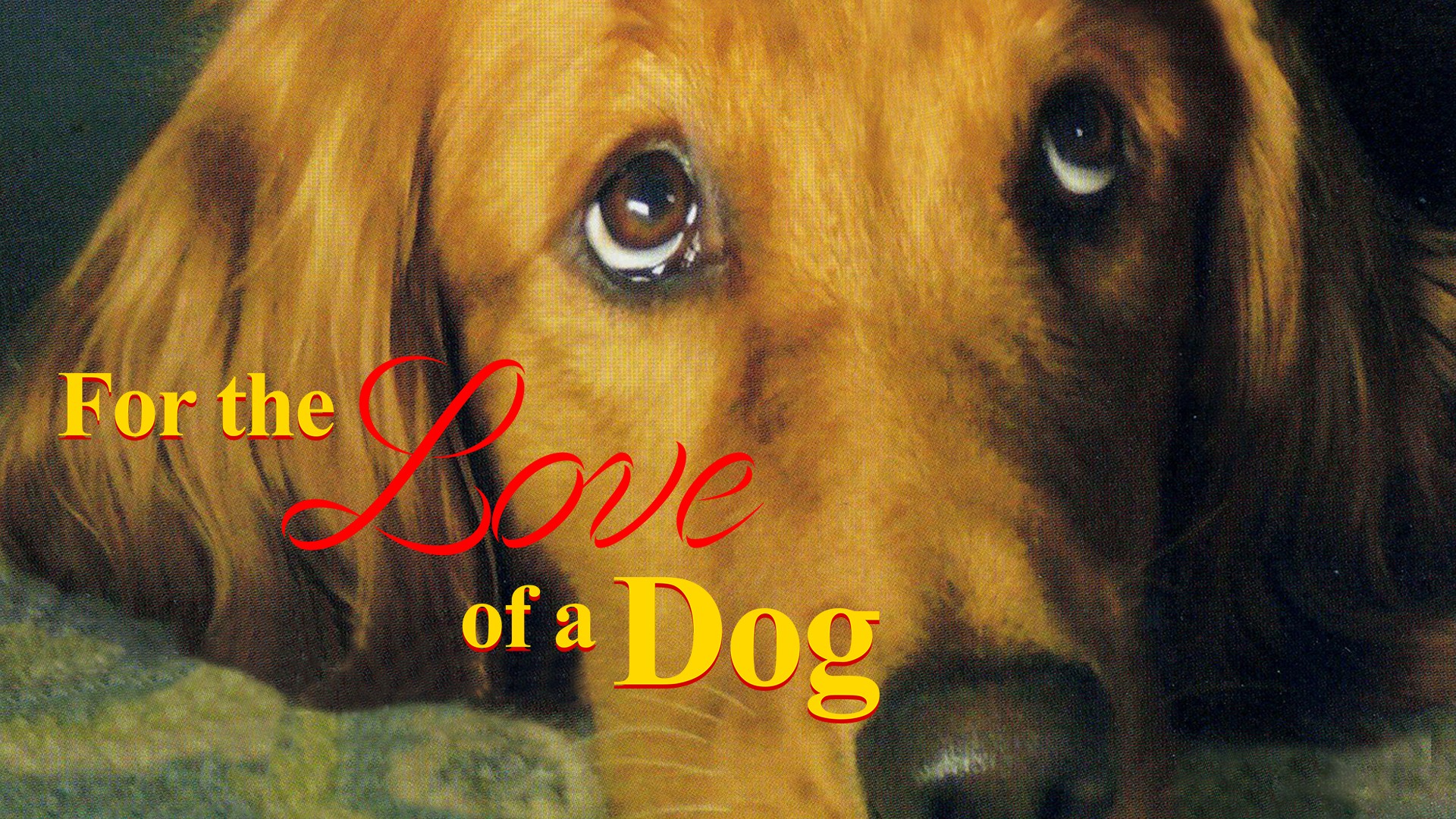 For the love store of the dog