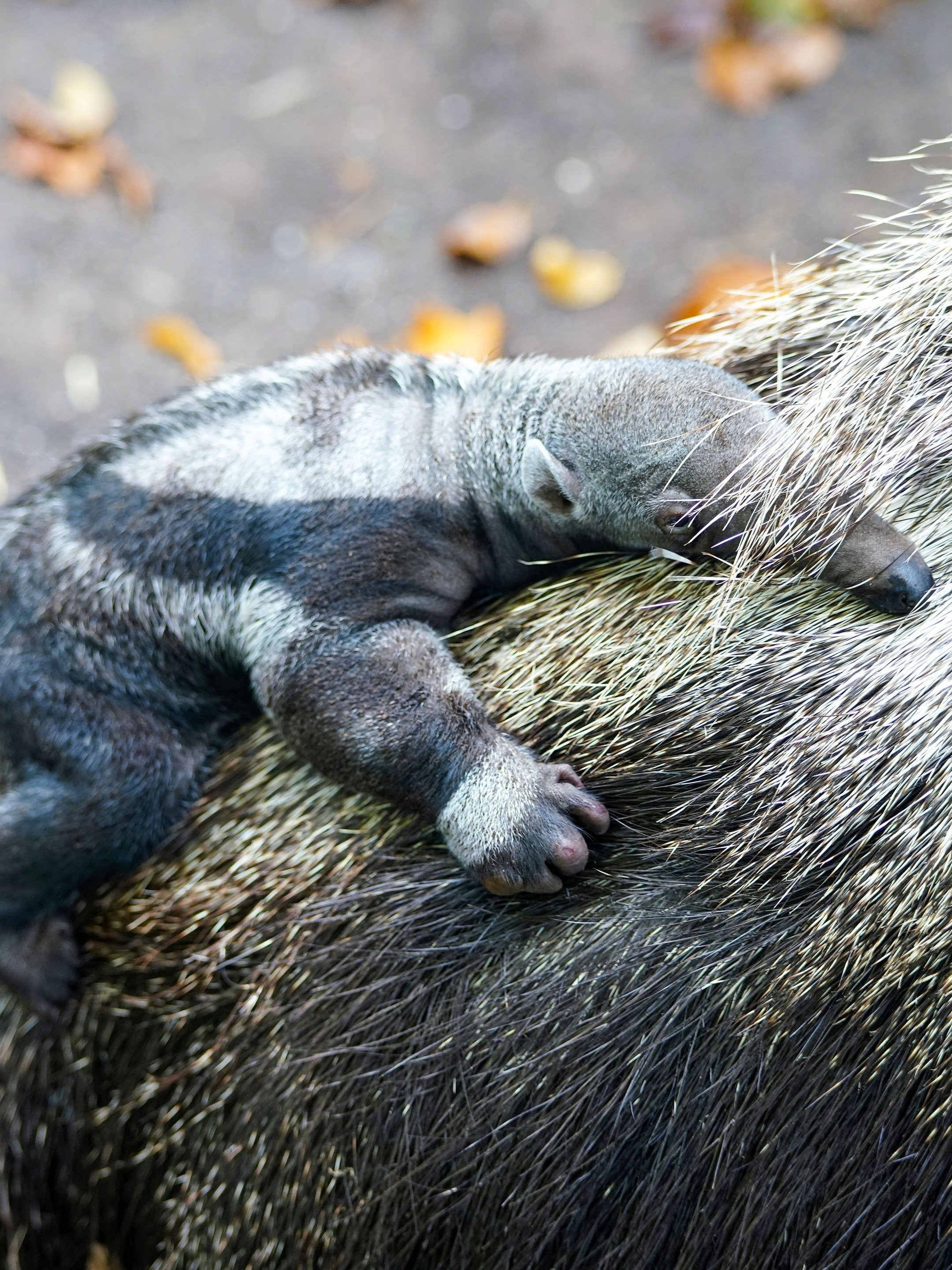 Christmas Special Pictures Rotten Tomatoes