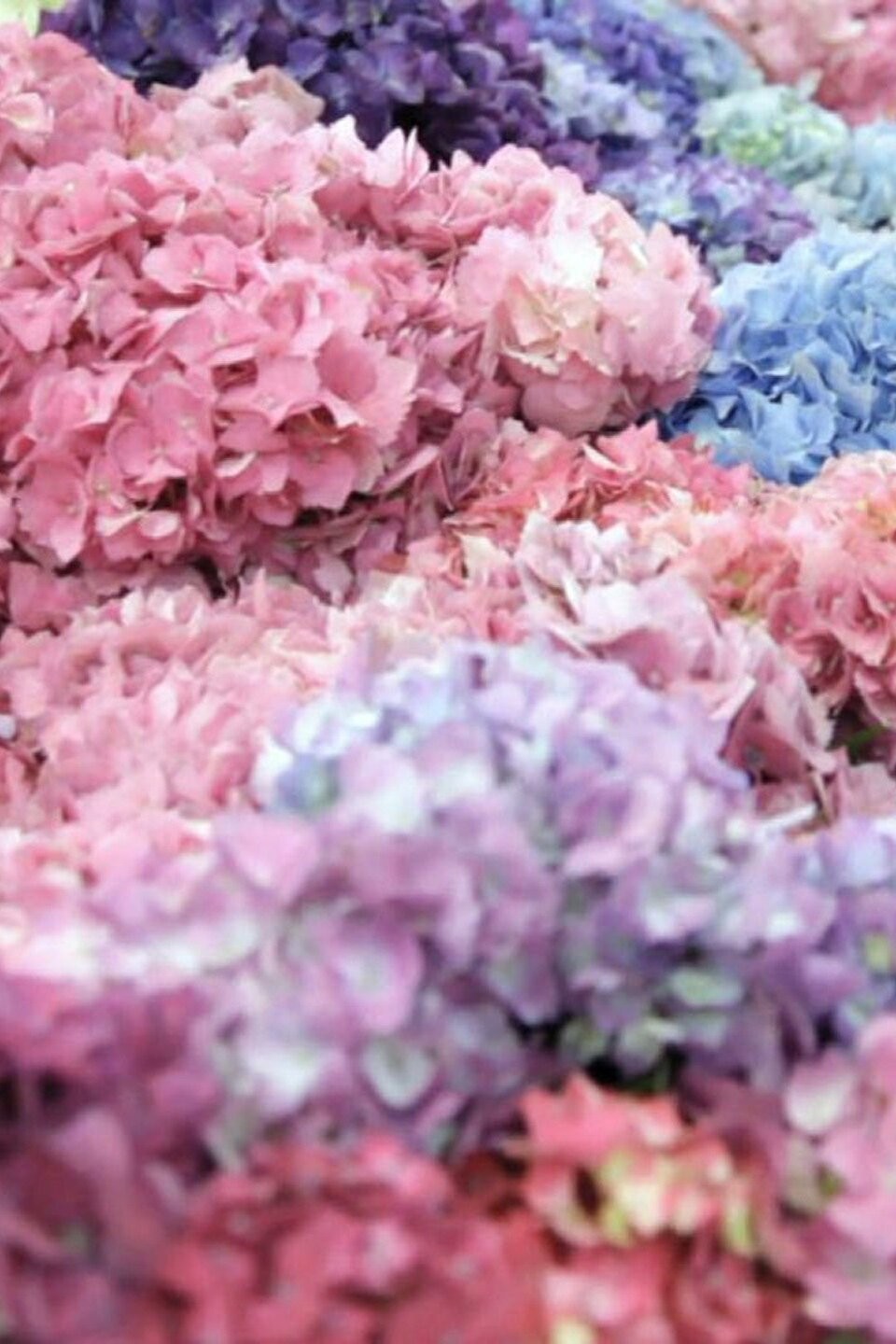 Bloom Happy Pictures Rotten Tomatoes