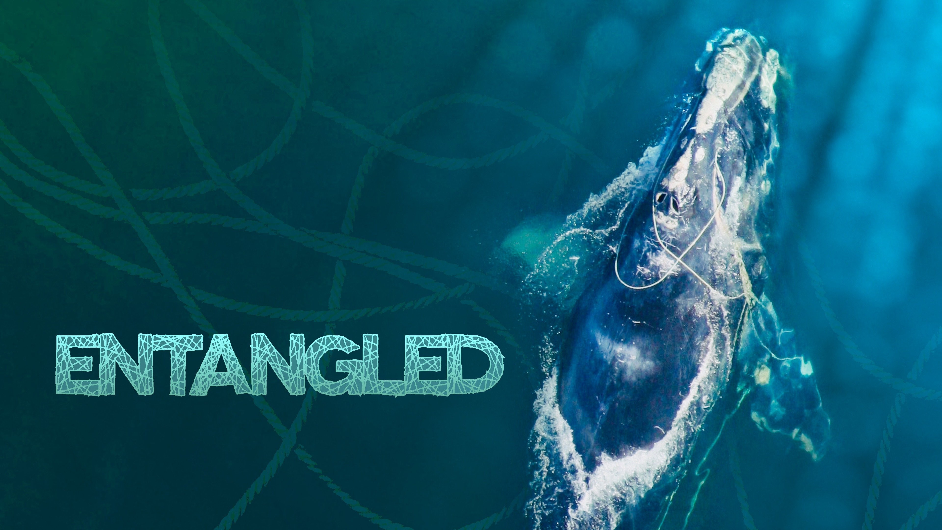 Entangled | Rotten Tomatoes