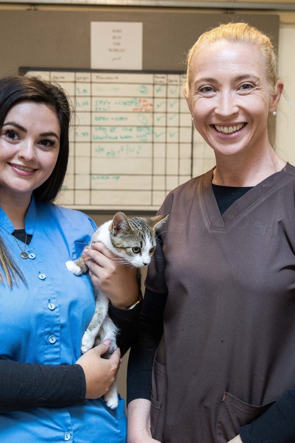 Cat Hospital Pictures Rotten Tomatoes