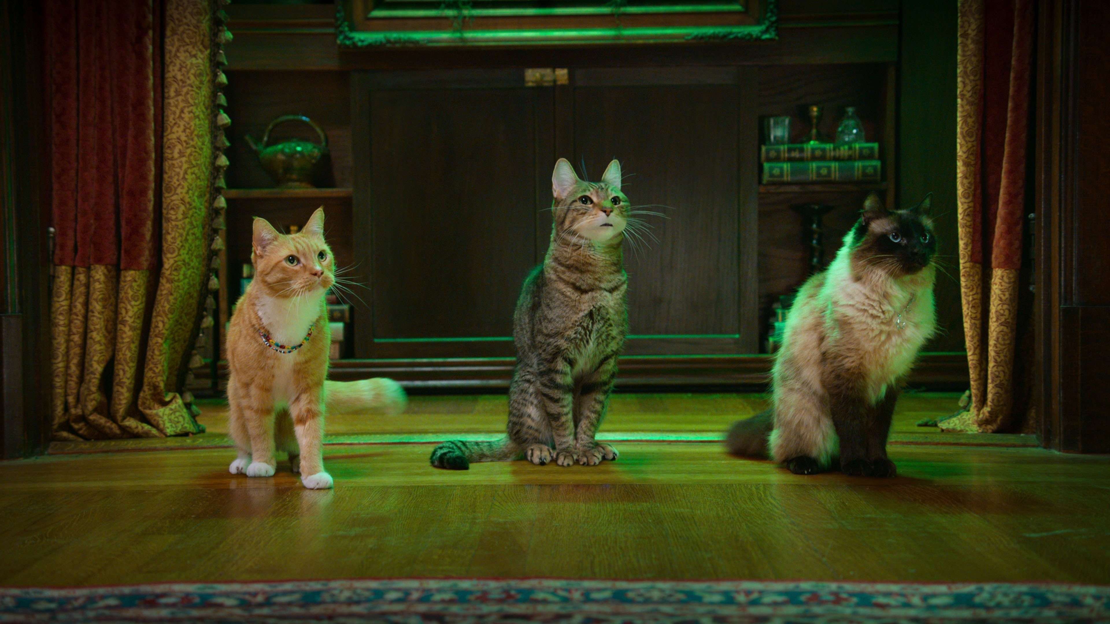 Scaredy Cats Trailer, The new series Scaredy Cats has now premiered on  Netflix! This fun series is about three friends who shape-shift into cats  and explore a wicked world of
