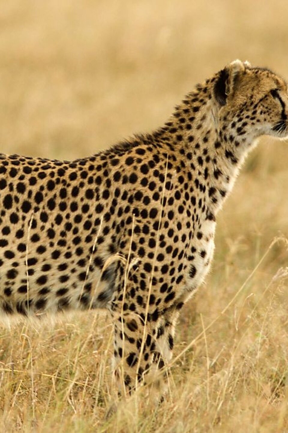 In Plain Sight Pictures Rotten Tomatoes