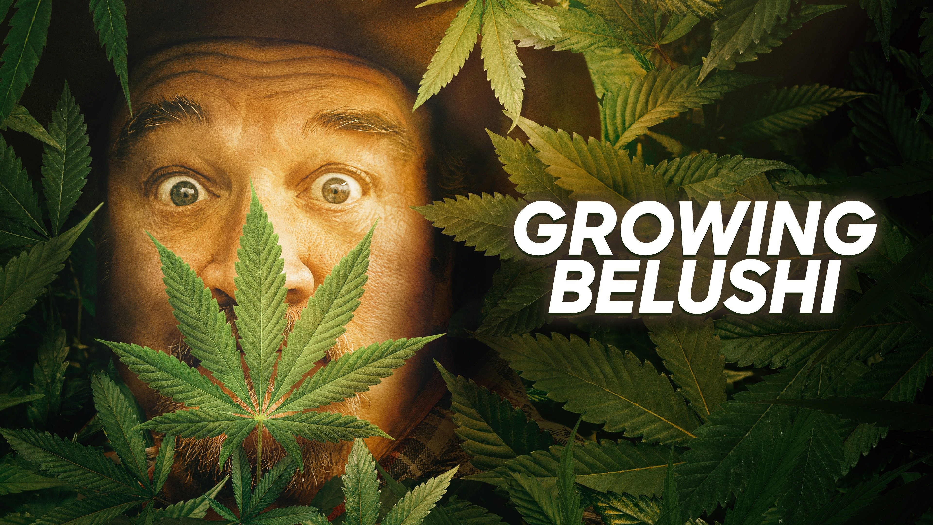 Growing Belushi Official Show Page