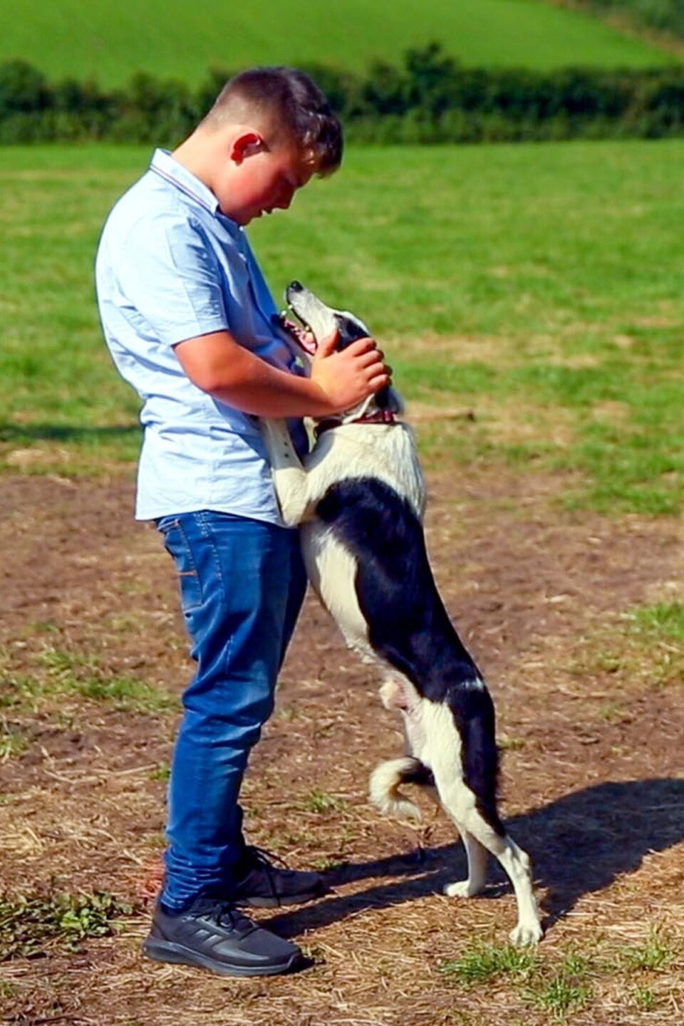 Macclesfield Sheep Dog Trials Pictures Rotten Tomatoes