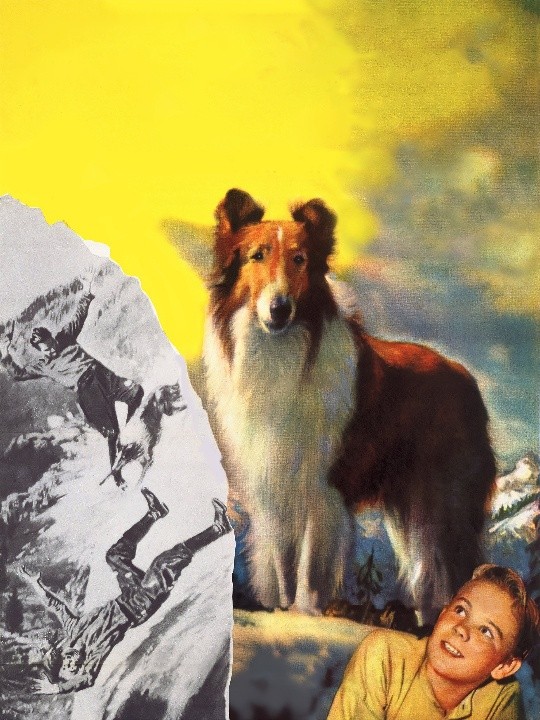 Lassie - Rotten Tomatoes