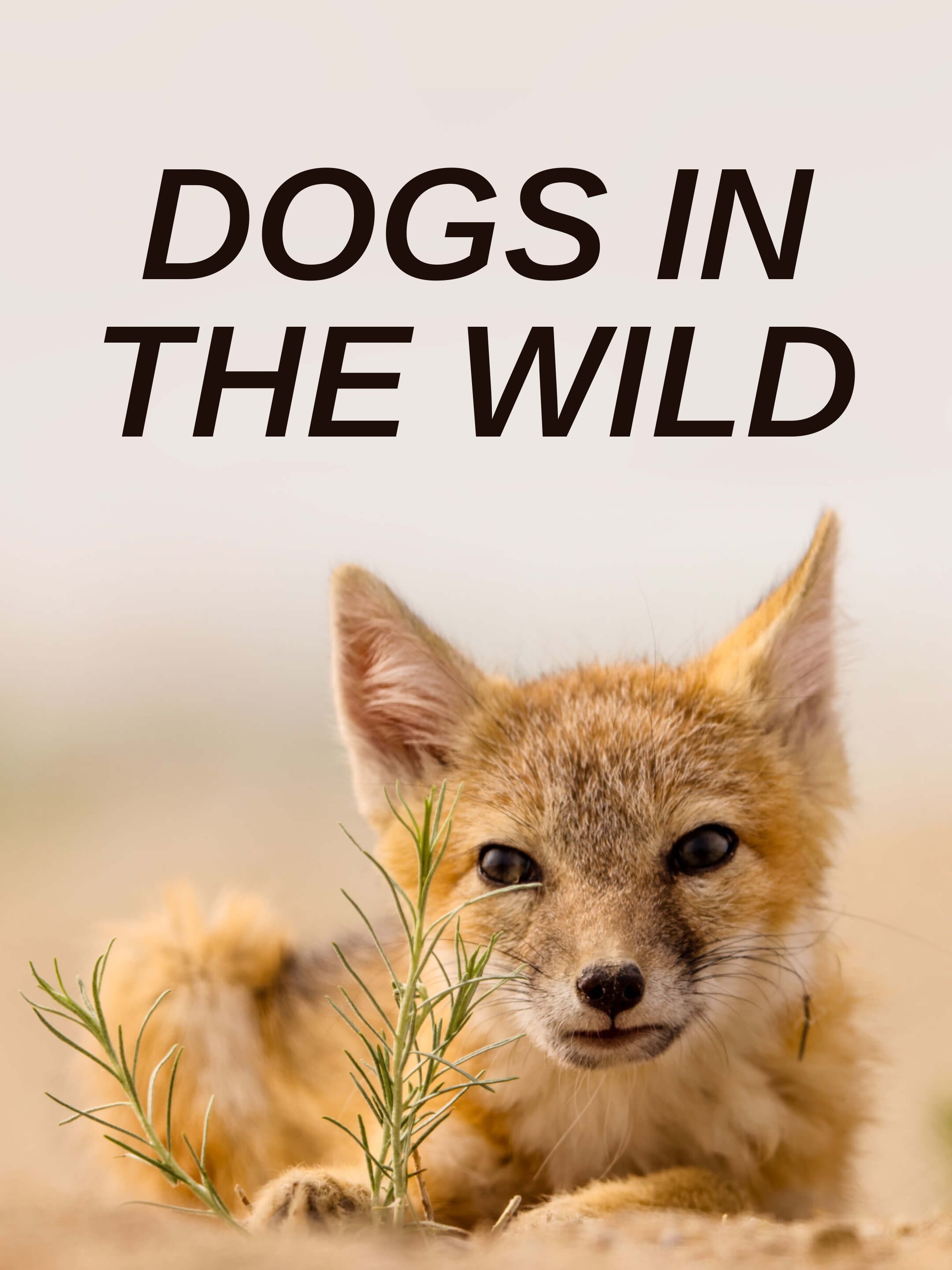 Dogs in the Wild, Collections, Nature