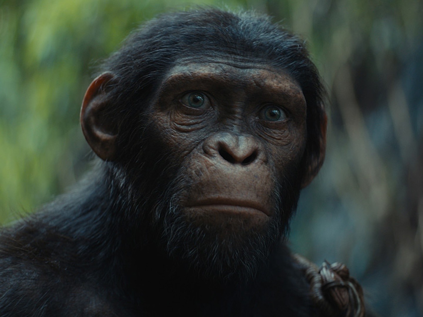 Animal Kingdom: Let's Go Ape - Rotten Tomatoes
