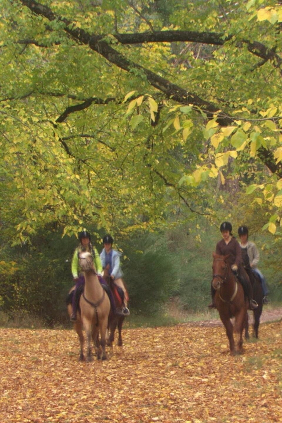 Brothers and Sisters Pictures Rotten Tomatoes