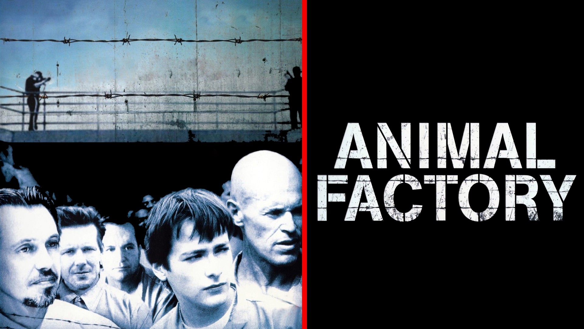 Animal Factory Rotten Tomatoes