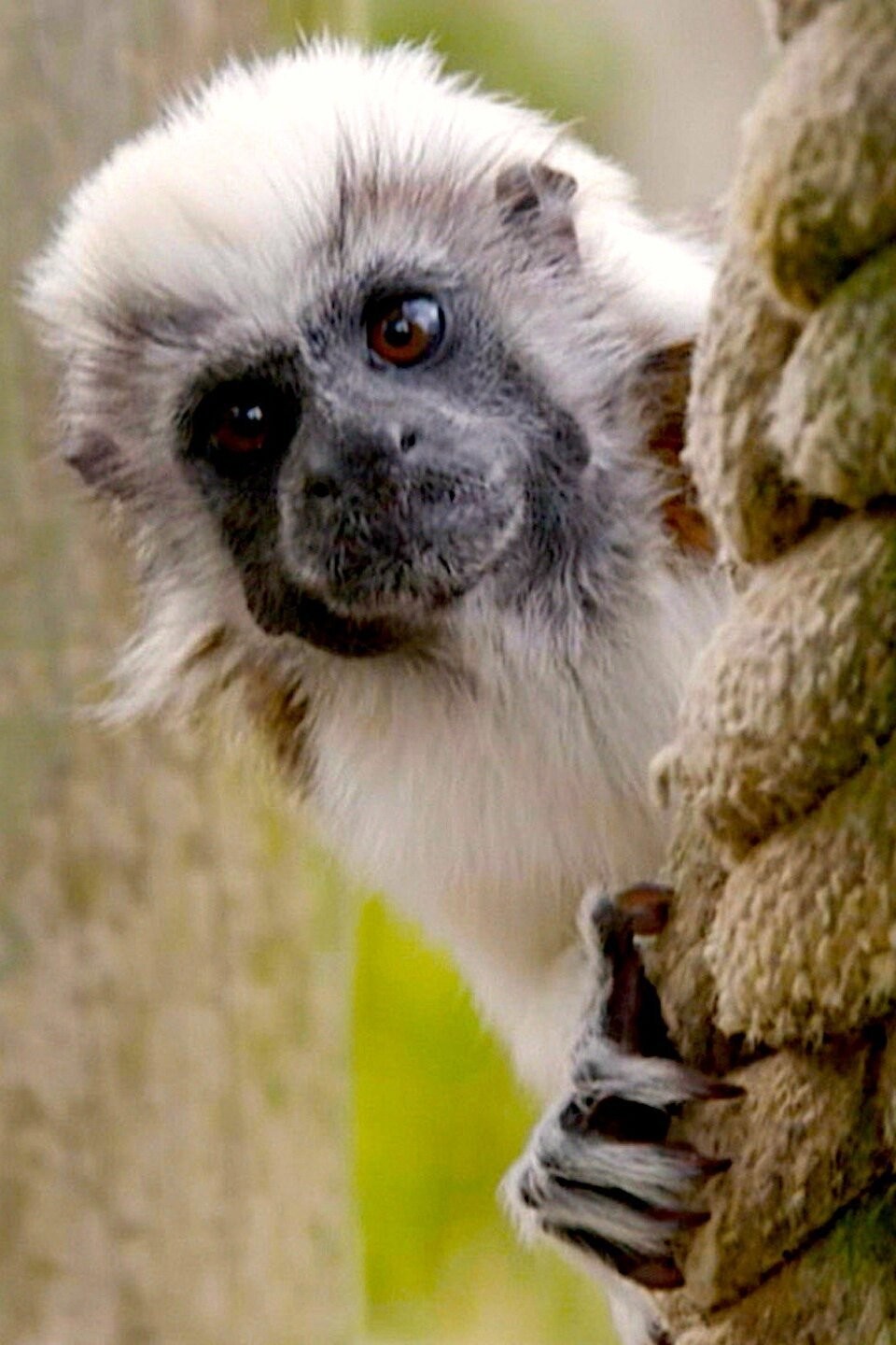 Primate Pals Pictures Rotten Tomatoes