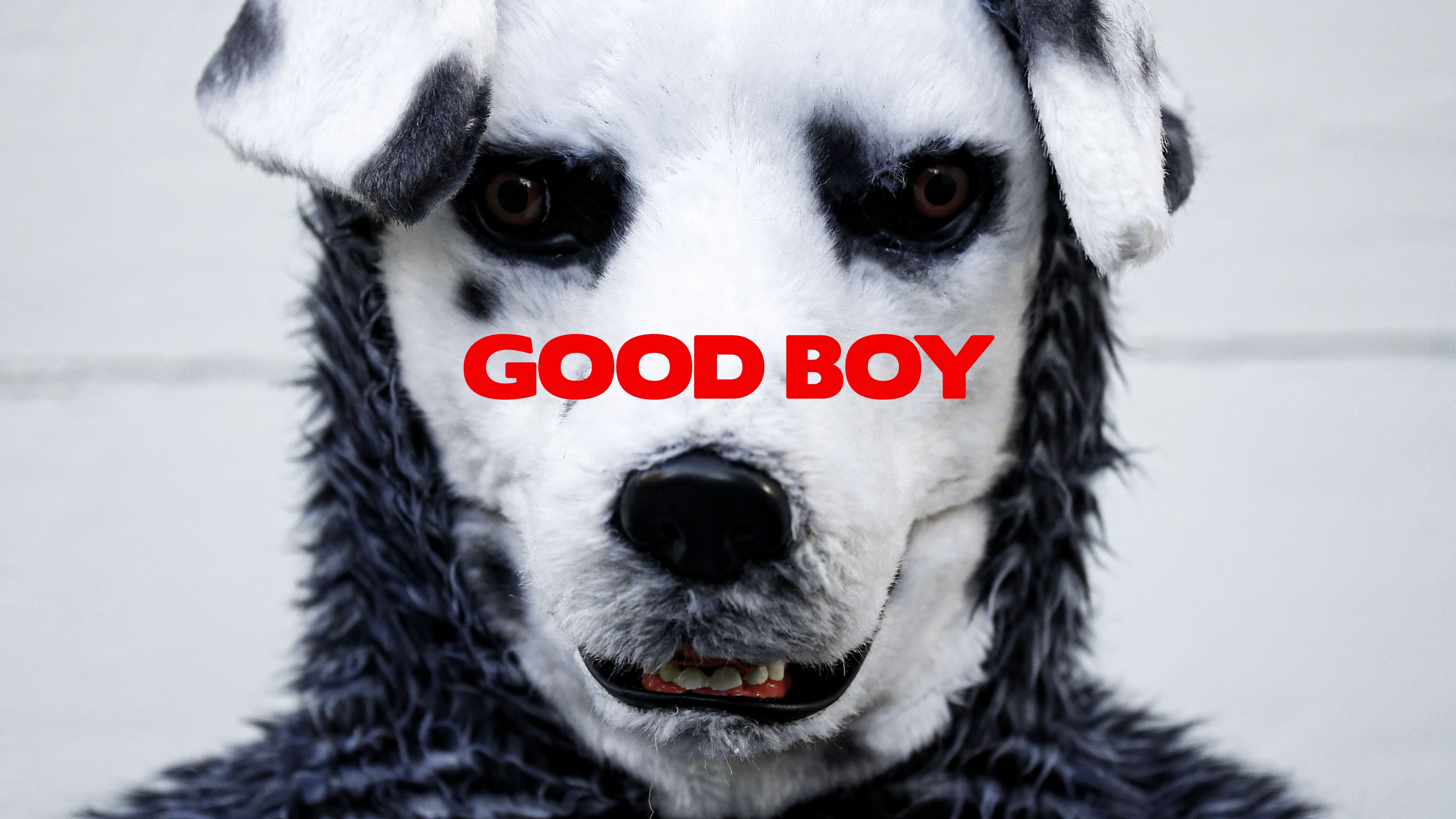 good boy