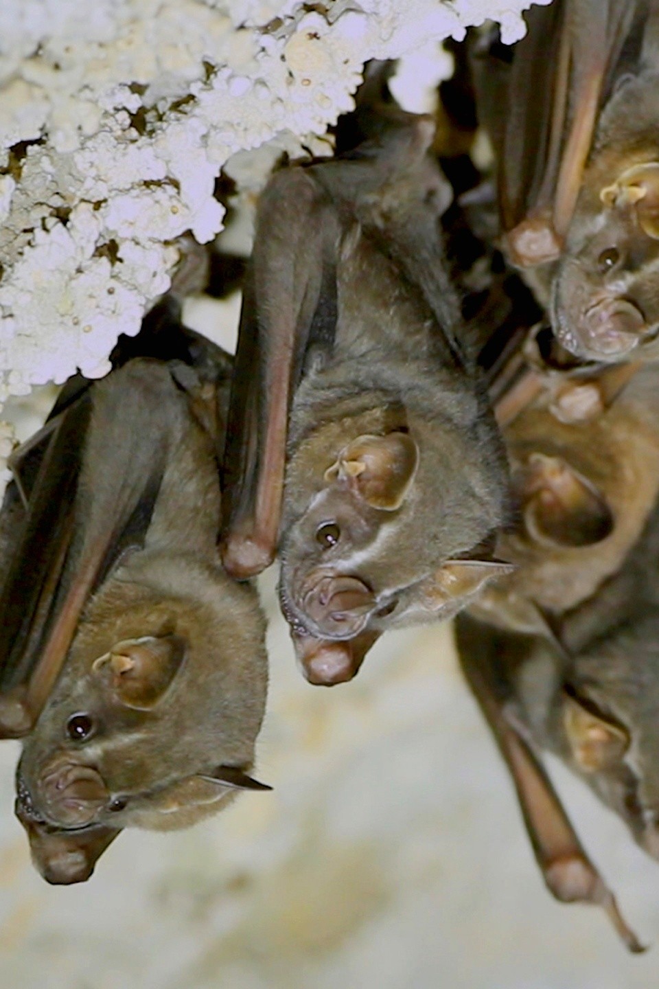 The Bats of Texas Pictures Rotten Tomatoes