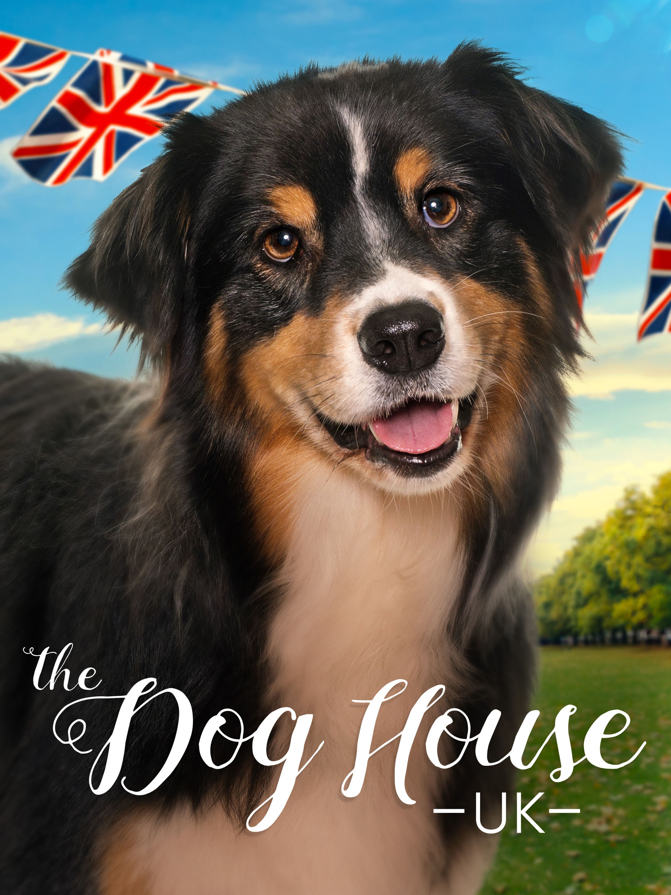 The Dog House: UK: Season 5 | Rotten Tomatoes